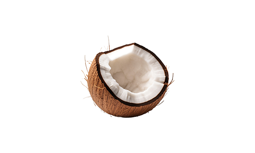 Coconut Export