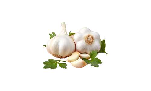 Garlic Export